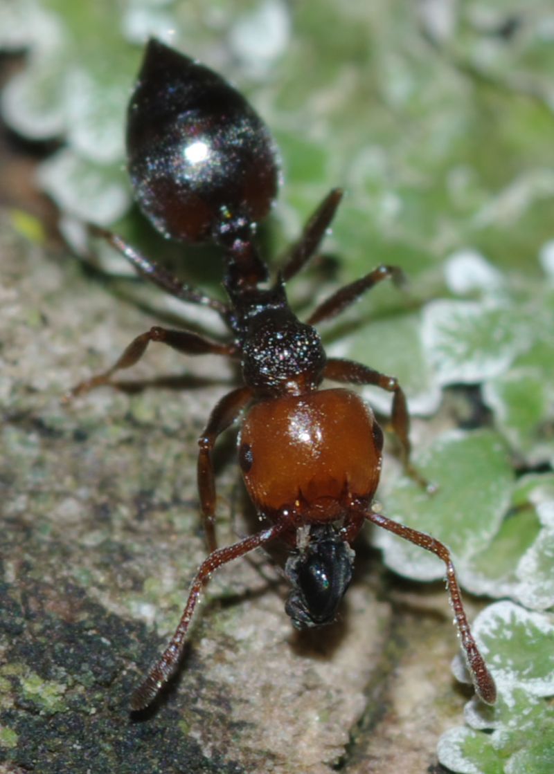 Crematogaster scutellaris